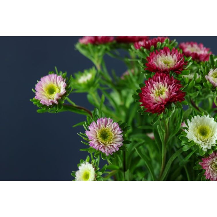 Callis main product photo
