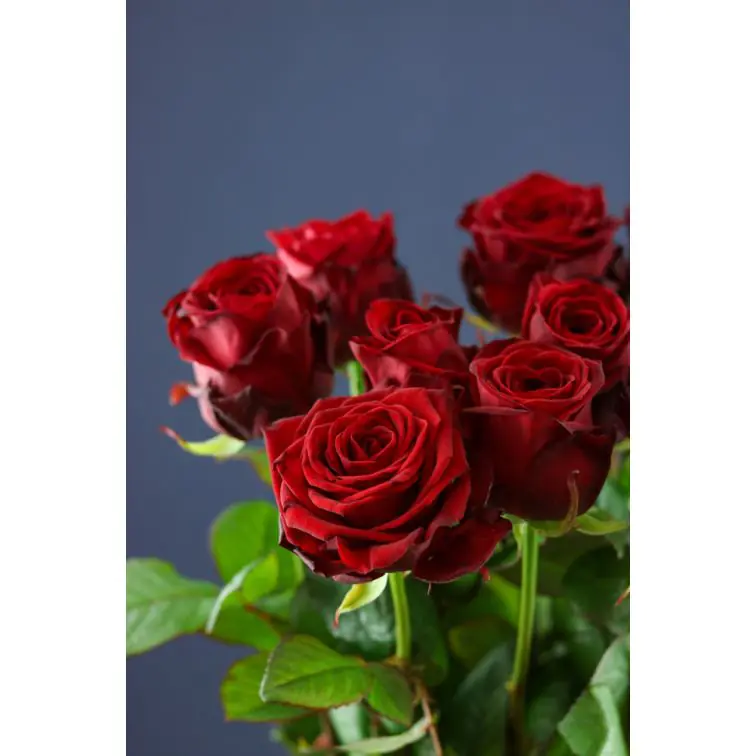 Roses Red Naomi Delux 70cm