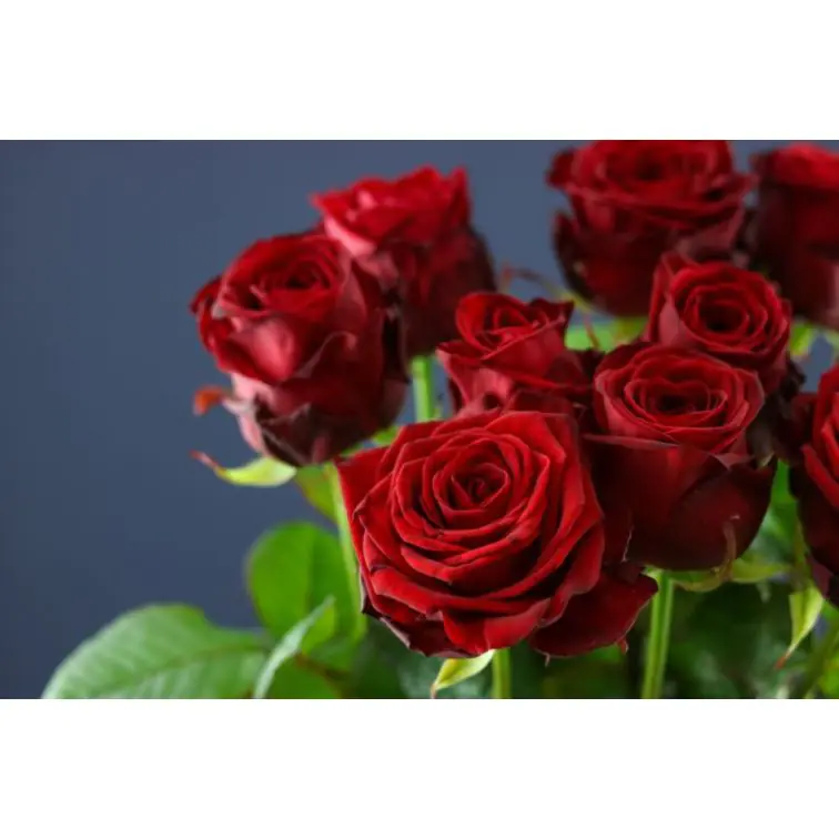 Roses Red Naomi Delux 70cm