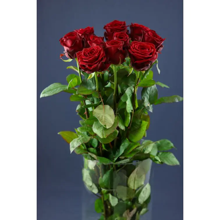 Roses Red Naomi Delux 70cm