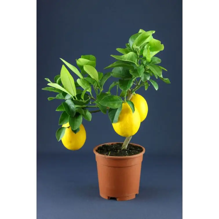 Citronkoks p20cm h 70cm (Citrus Lemon)