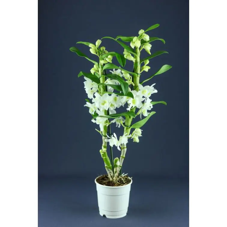 DENDROBIUM NOBILIS WHITE