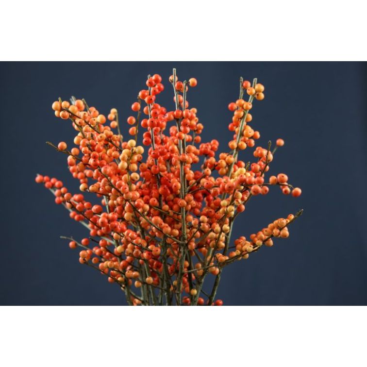 Ilex Orange main product photo