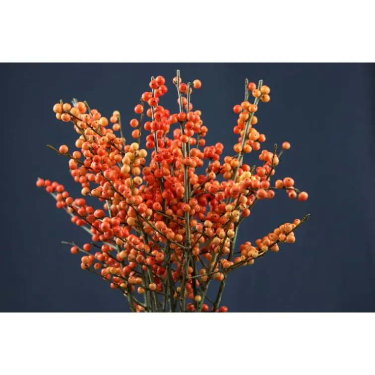 Ilex Orange