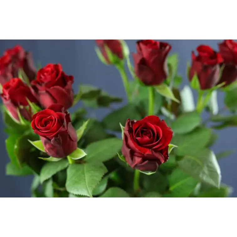 Roses Red Ribbon