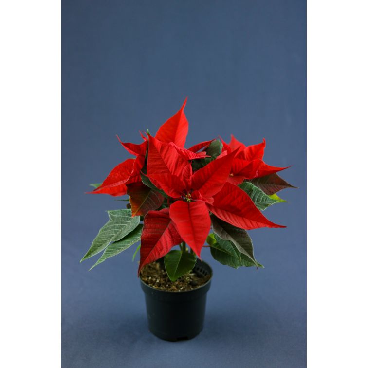 Poinsetia p10 sarkana main product photo