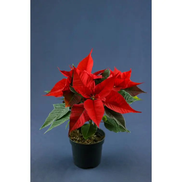 Poinsetia p10 sarkana