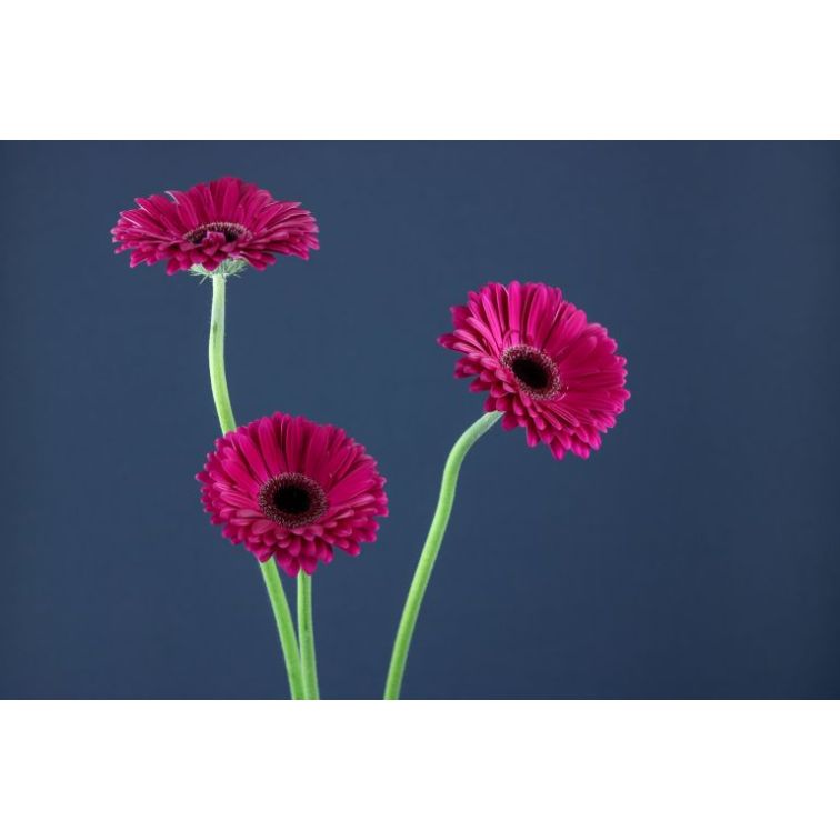 Gerbera Aladin main product photo