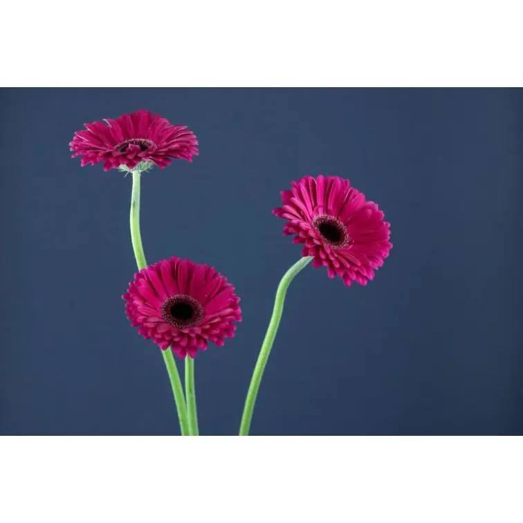 Gerbera Aladin
