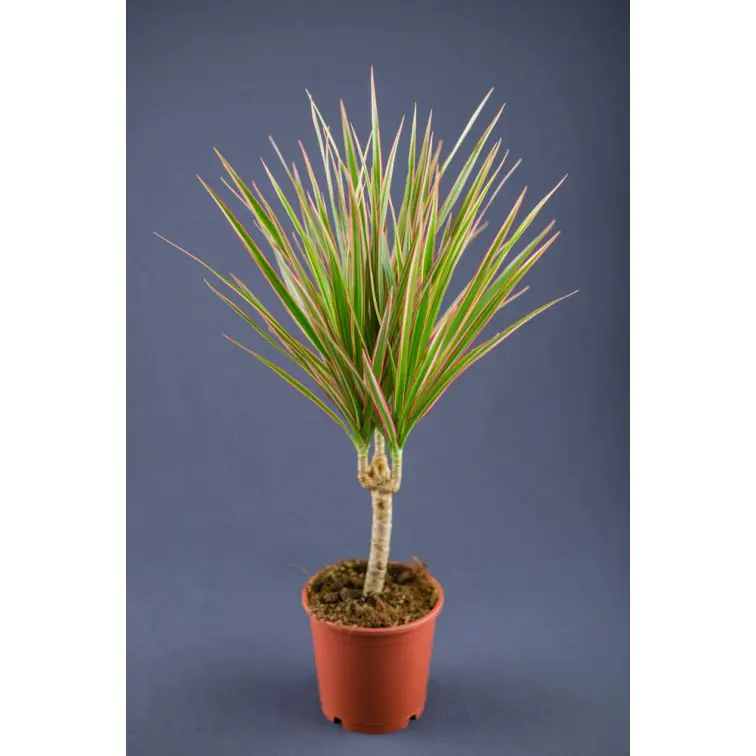 Dracēna p12 (Dracaena Bicolor)