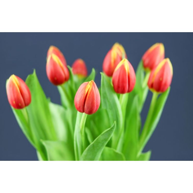 Tulip Russia