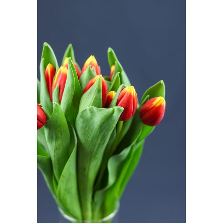 Tulip Russia