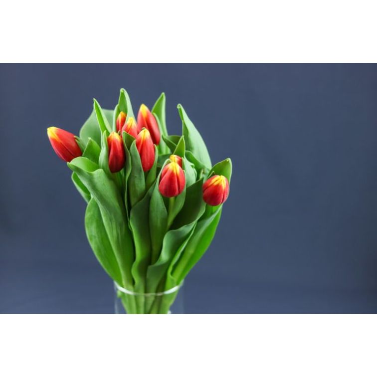 Tulip Russia