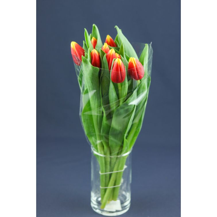 Tulip Russia