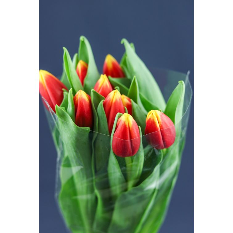 Tulip Russia