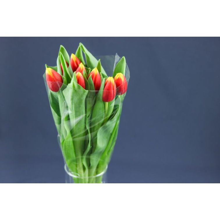 Tulip Russia