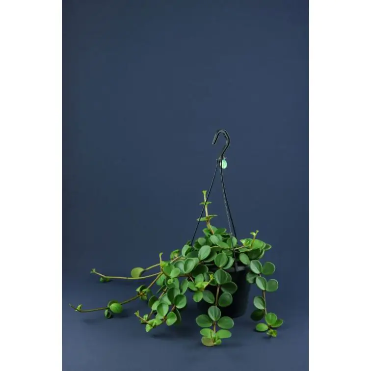 Peperomia p17