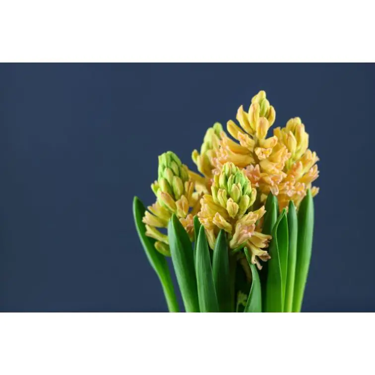 Hyacinthus Orange