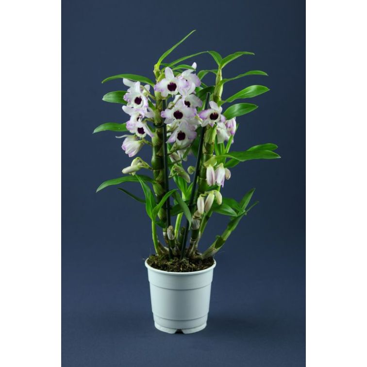 Orhideja Dendrobija (Dendrobium Nobilis) main product photo