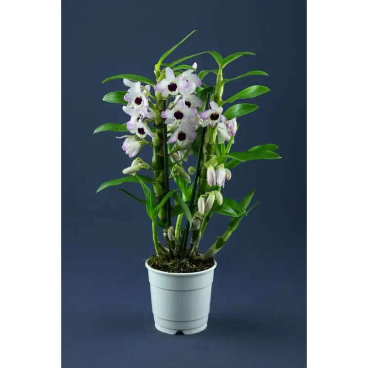 Orhideja Dendrobija (Dendrobium Nobilis)