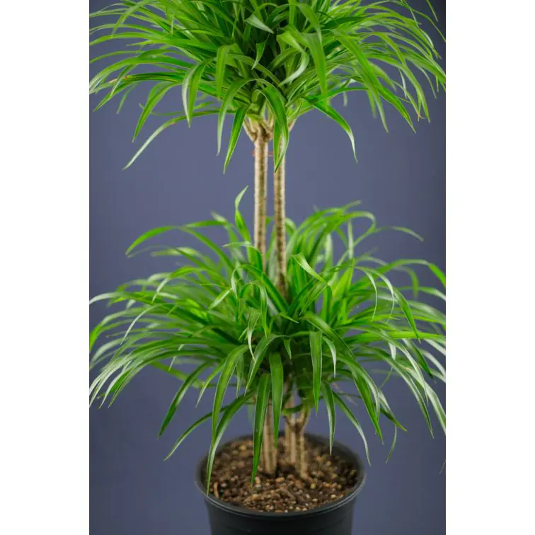 Dracēna 100cm (Dracaena Reflexa)
