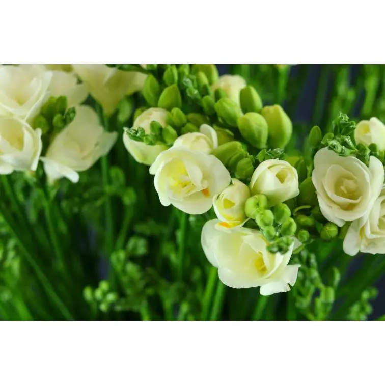 Freesia Belleville