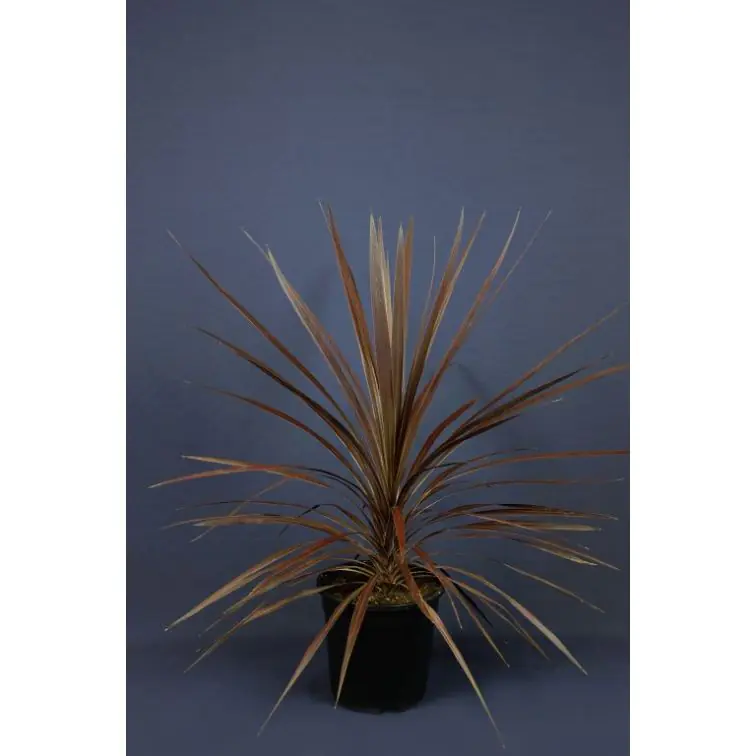 Kordilīne p17cm (Cordyline Australis Red Star)