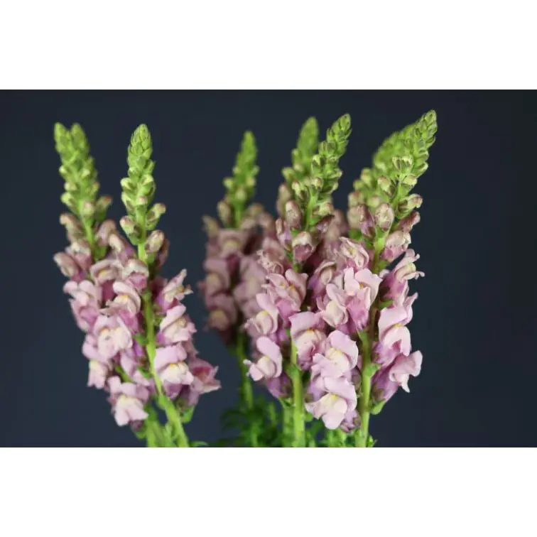 Antirrhinum Lavender