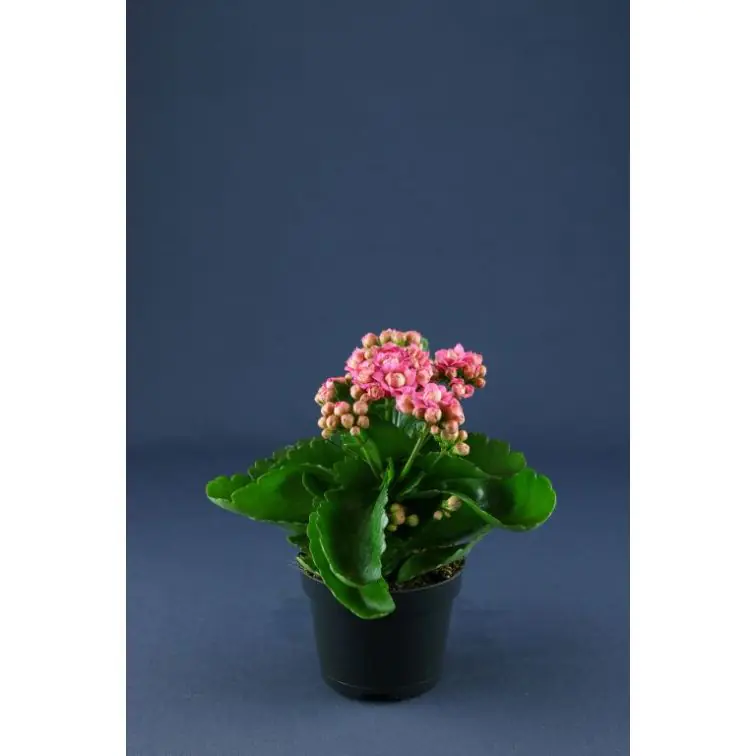 Kalanhoja p10 (Kalanchoe)