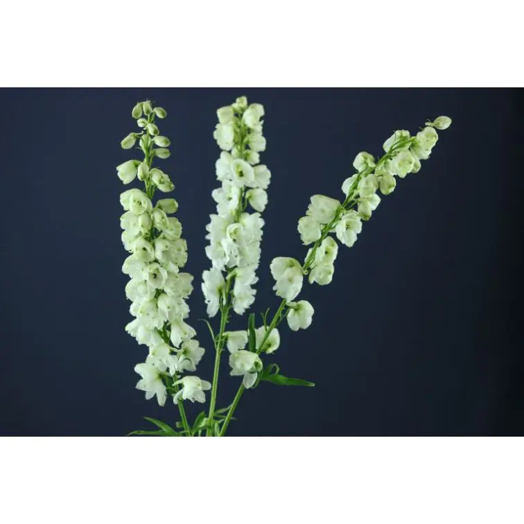 Delphinium Guardian White