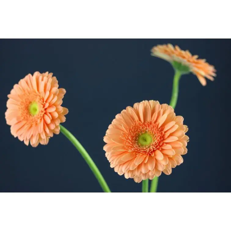 Gerbera Avignon