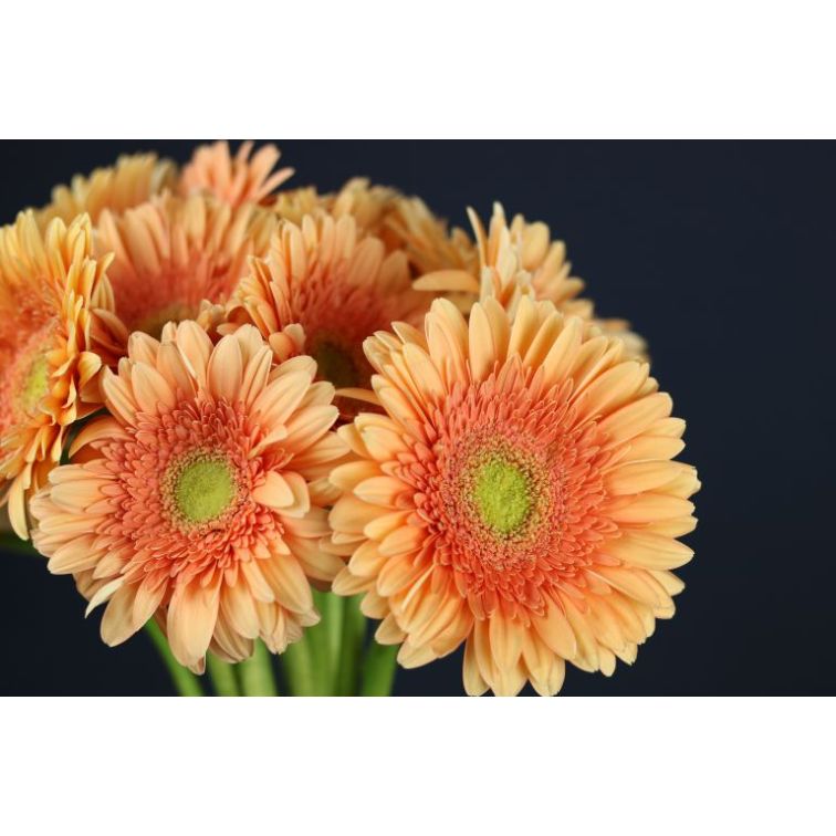 Gerbera Avignon