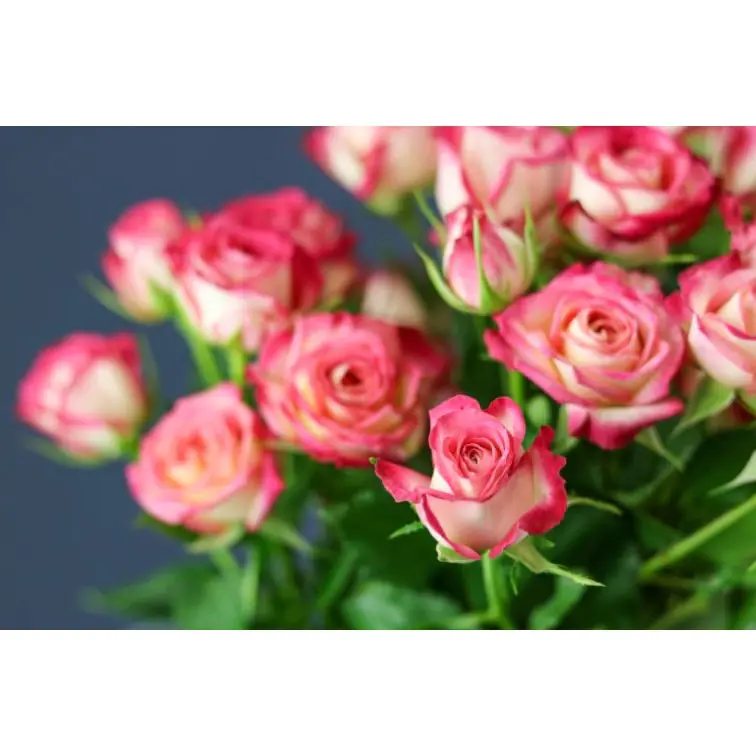 Roses Spray Reflex