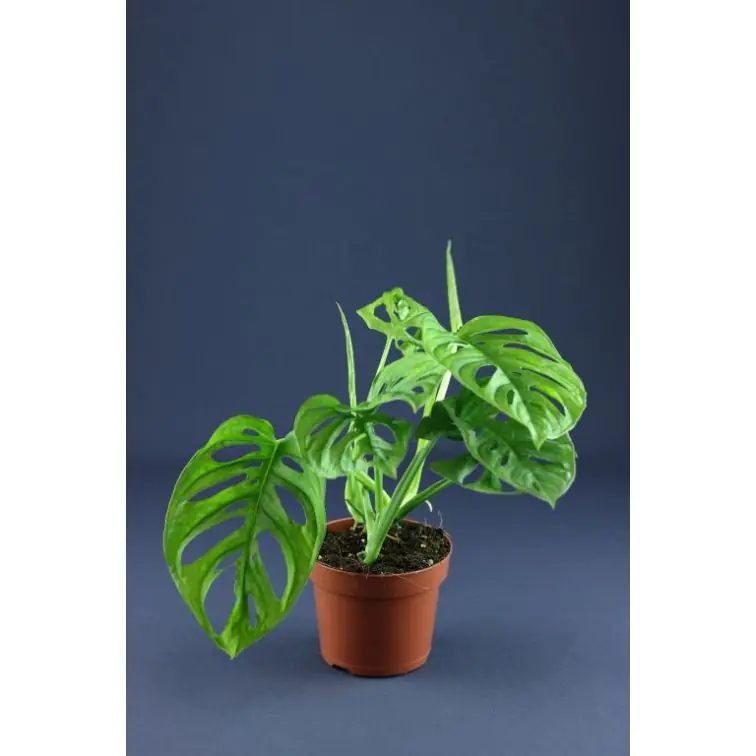 Monstera p12 (Monstera Obliqua/Monkey Leaf)