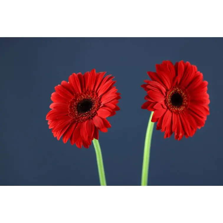 Gerbera Blinddate