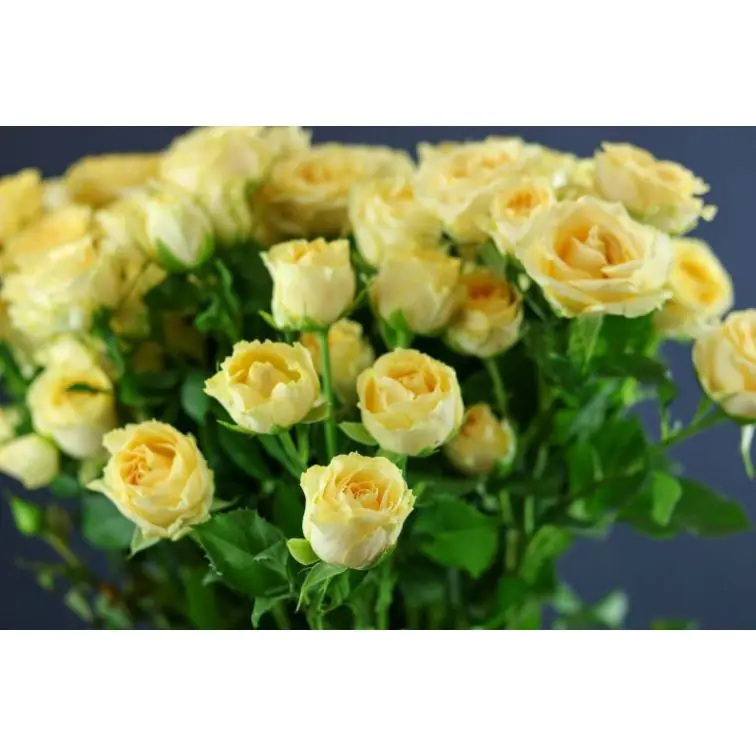 Roses Spray Salinero