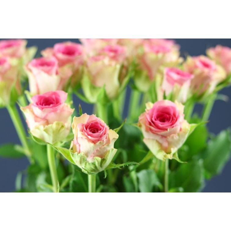 Roses Times Square 50 cm main product photo
