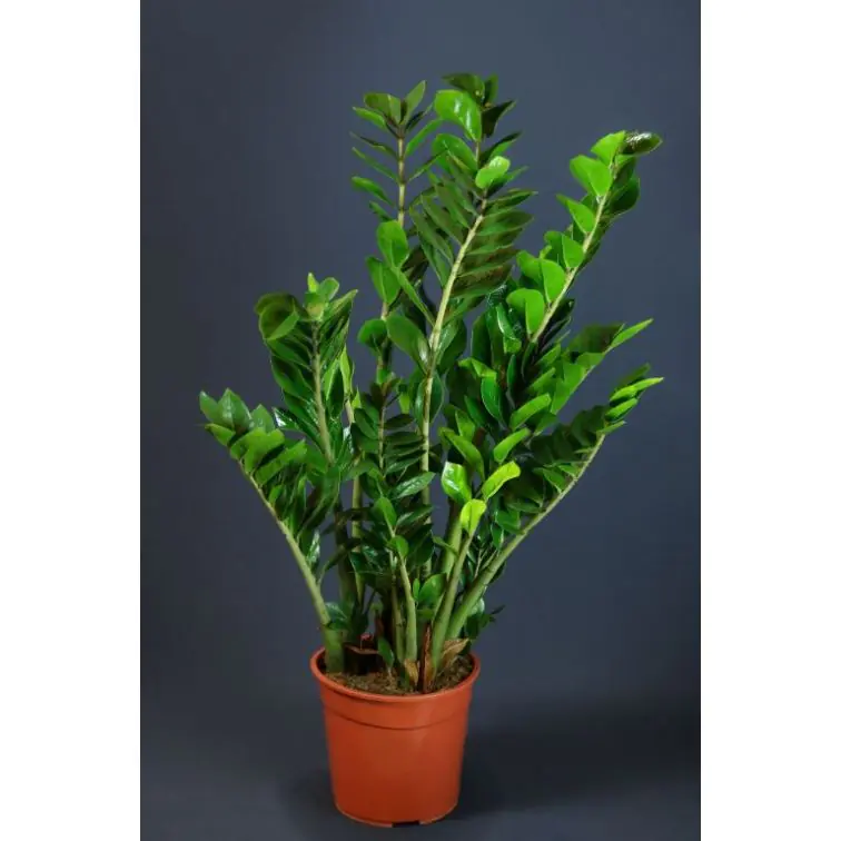 Zamioculcas