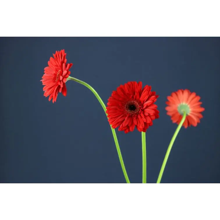 Gerbera Barones