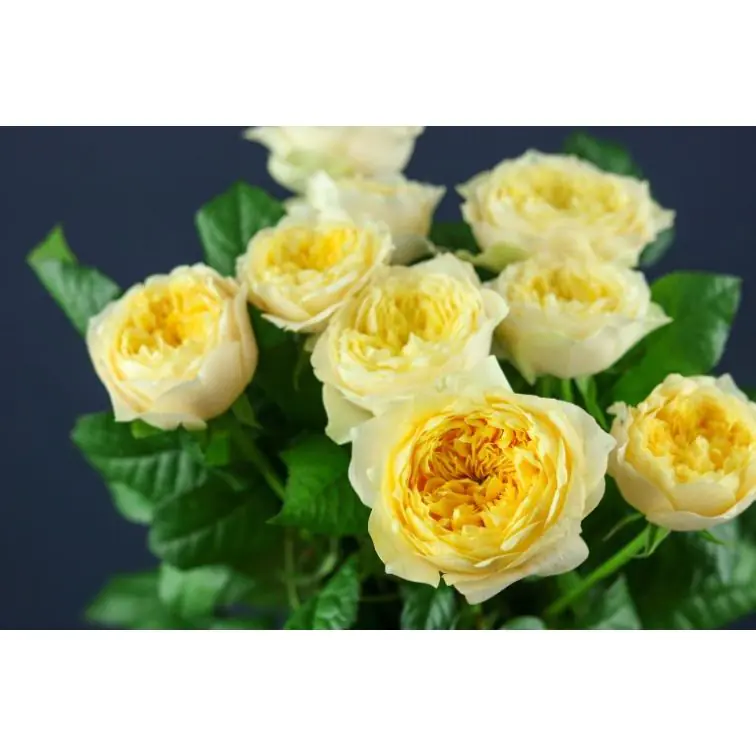 Roses Vuvuzela Golden