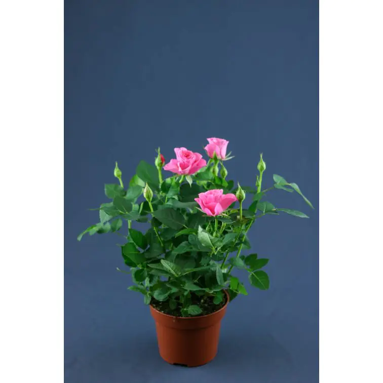 Roses p12 Extra