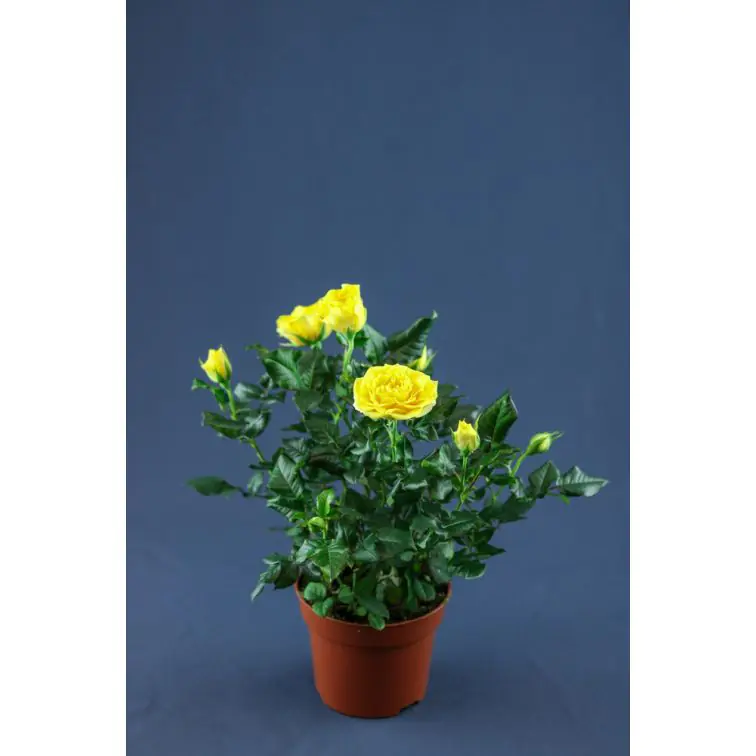 Roses p12 Extra