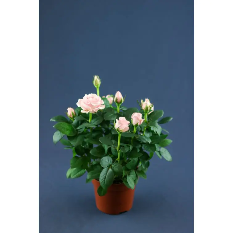 Roses p12 Extra