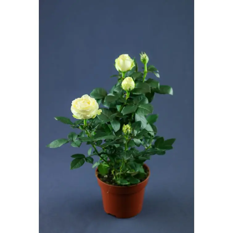 Roses p12 Extra