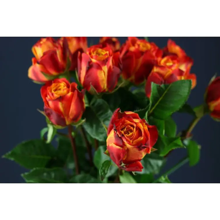 Rozes Atomic