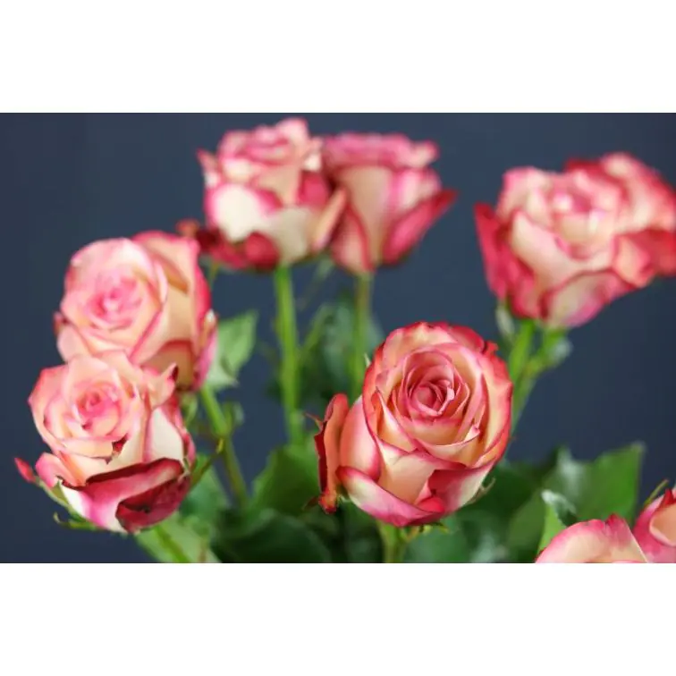 Roses Paloma 50 cm