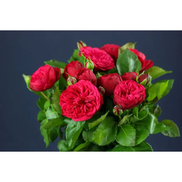 Roses Spray Piano Freiland