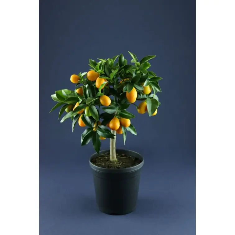 Kumkvats p20/65 (Citrus Japonica/Kumquat)