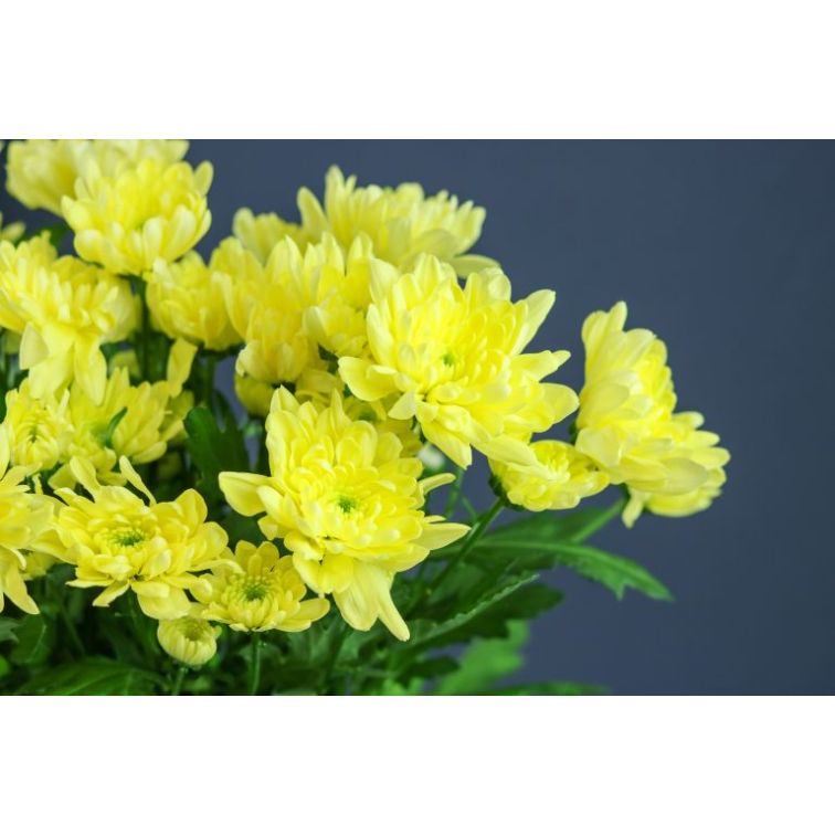 Chrysantemum Baltica Cream