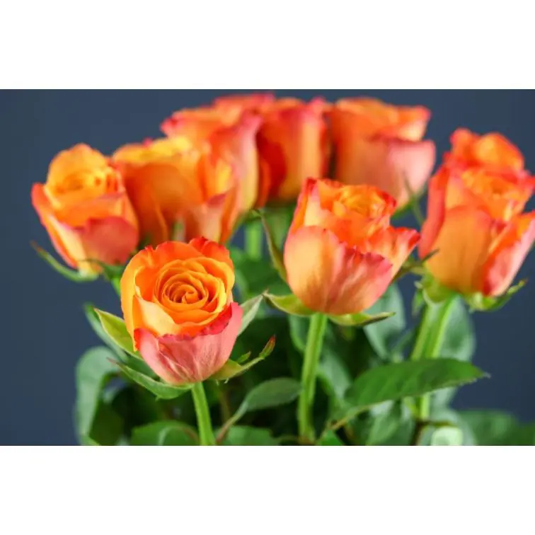 Roses Confidential